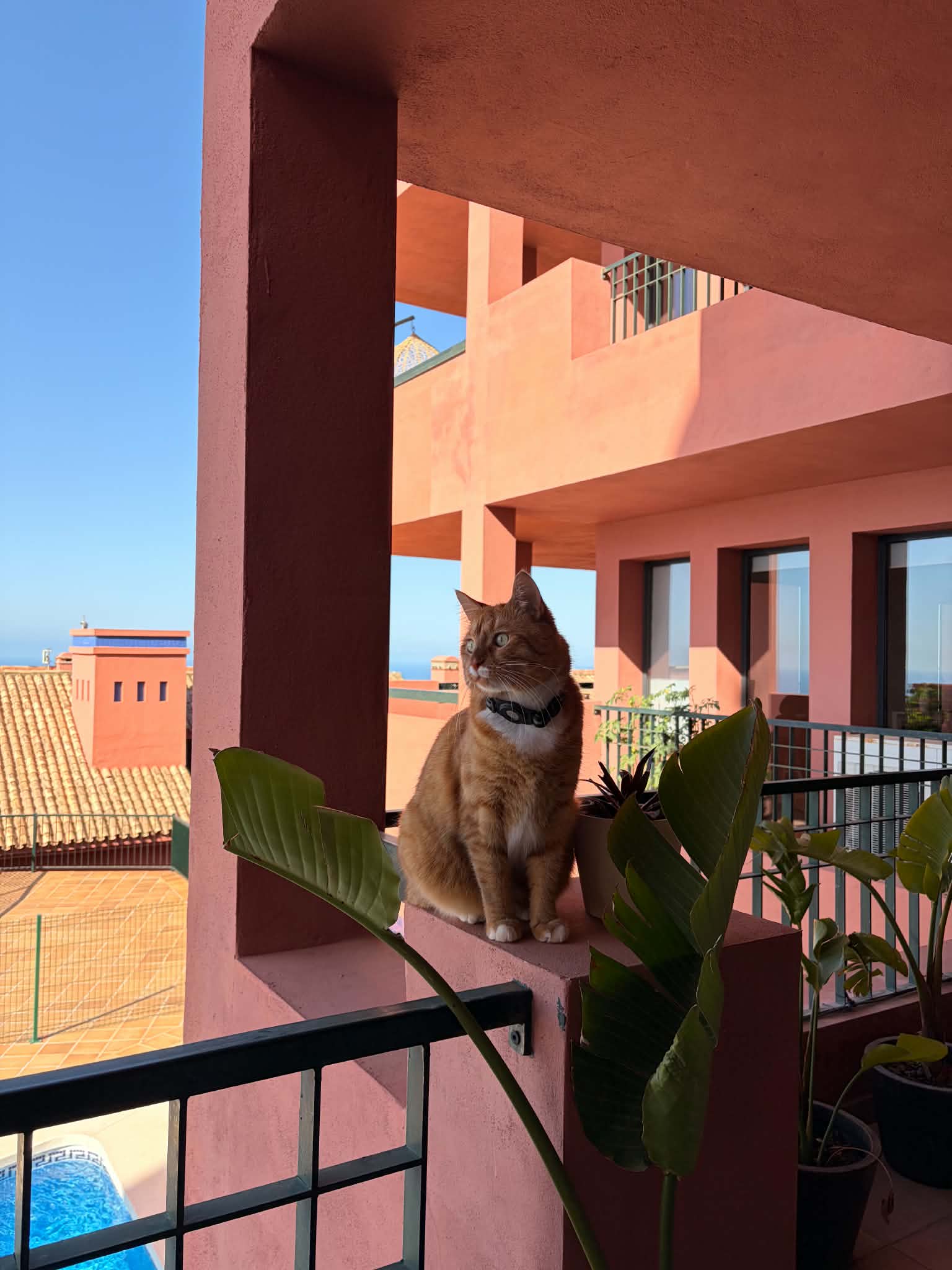 Pico, calm on a sunny balcony.